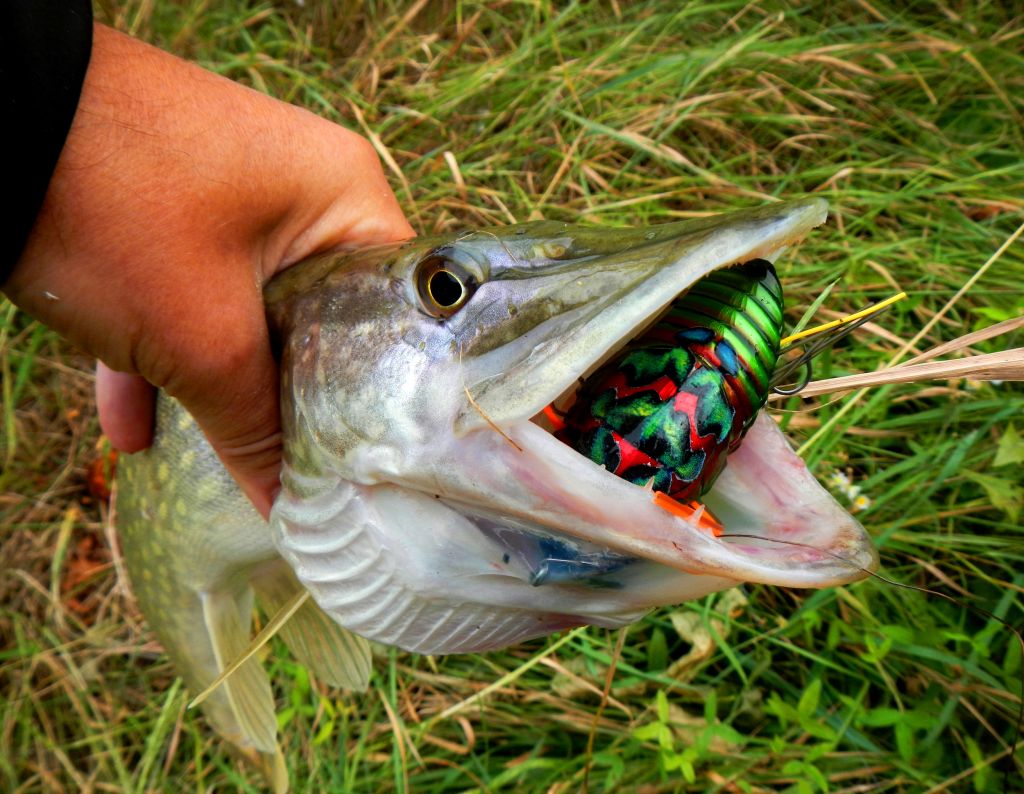 DUO-Realis-Dekashinmushi