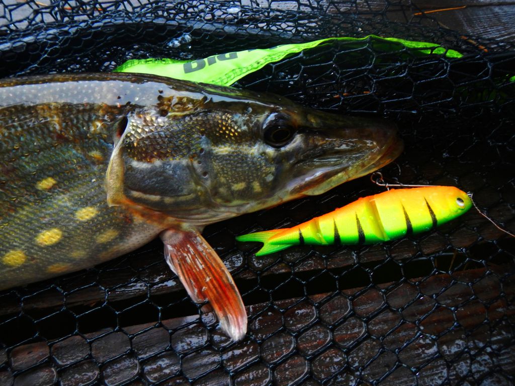 Savage-Gear-Soft-4Play-Swim&Jerk-Ready-to-Fish2