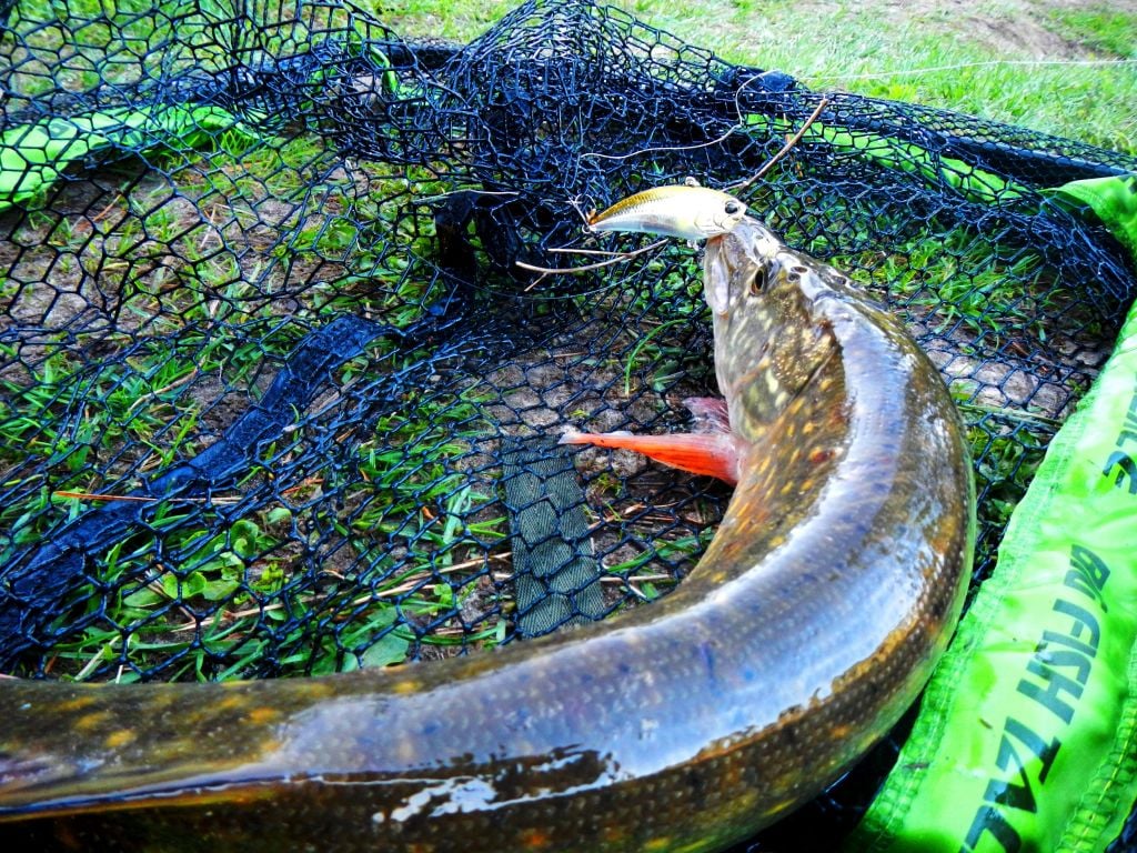 DUO Realis Vibration