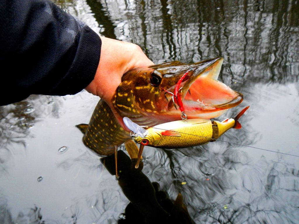 SavageGear3DRoachLipster(1)