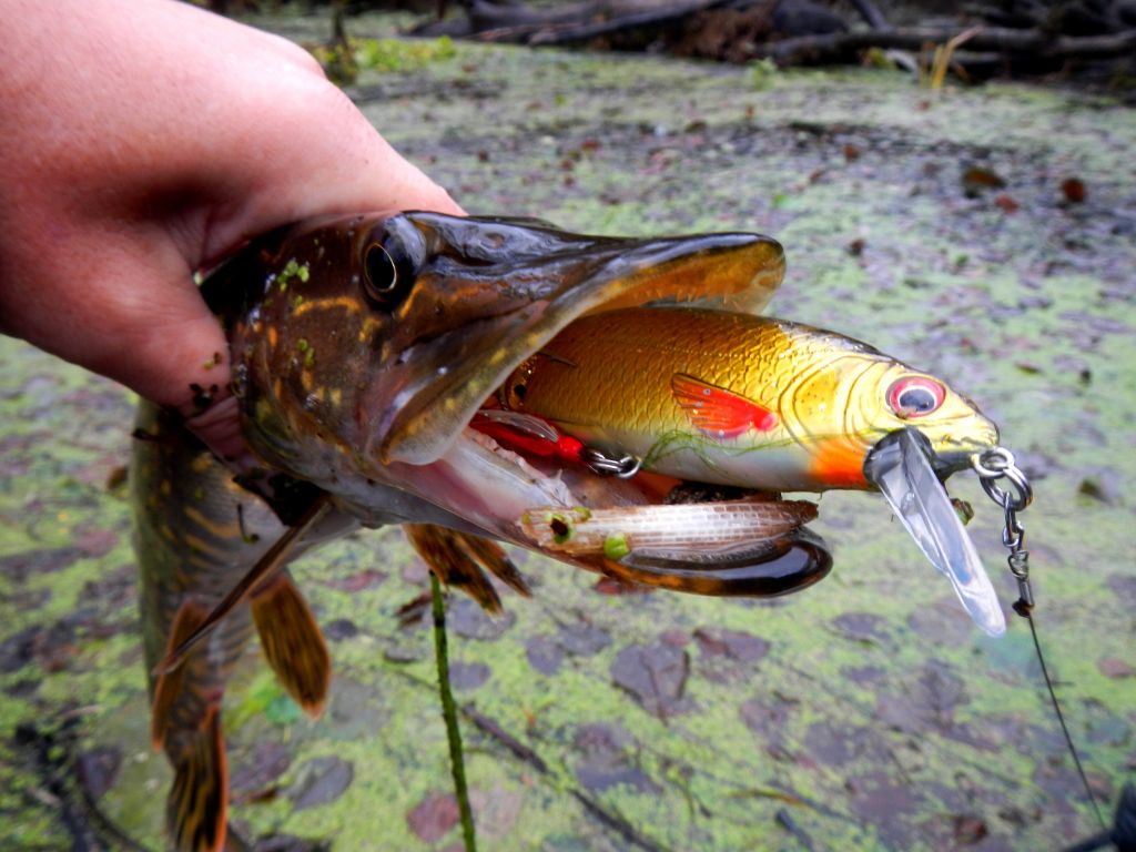 SavageGear3DRoachLipster(2)
