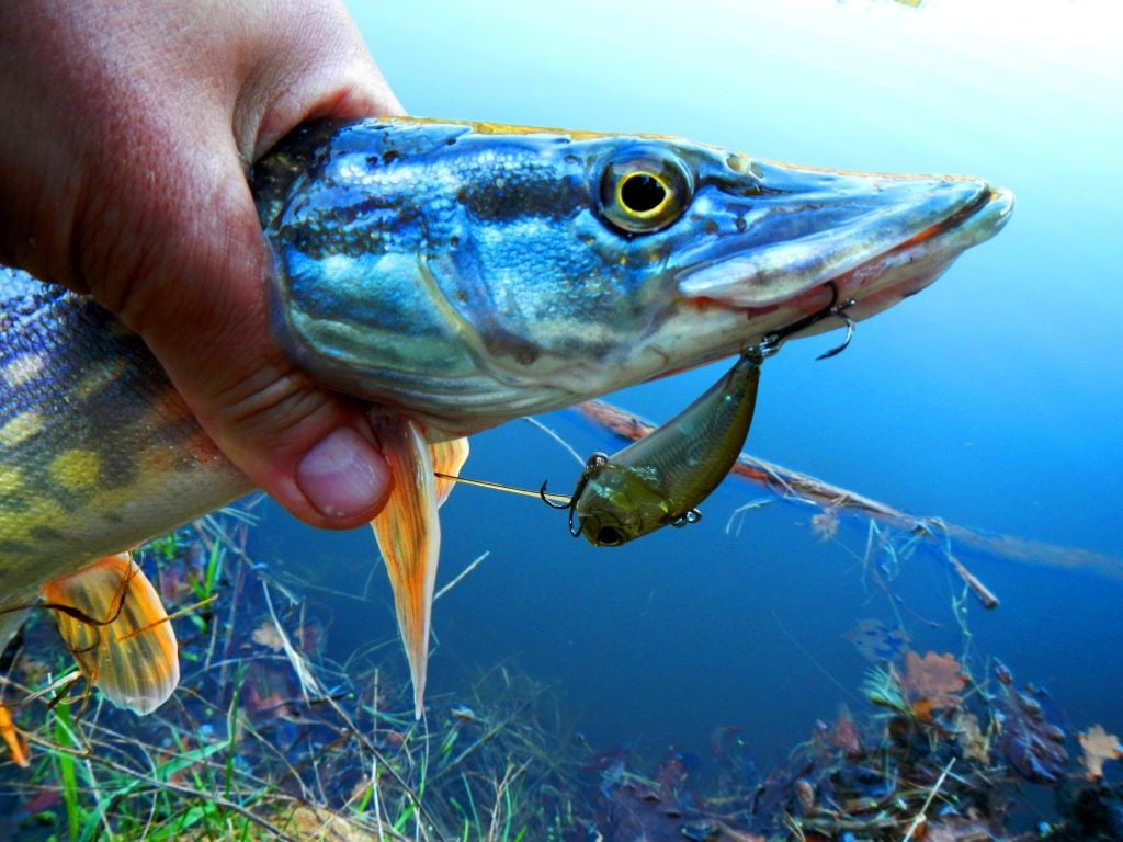 DUO Realis Vibration(1)
